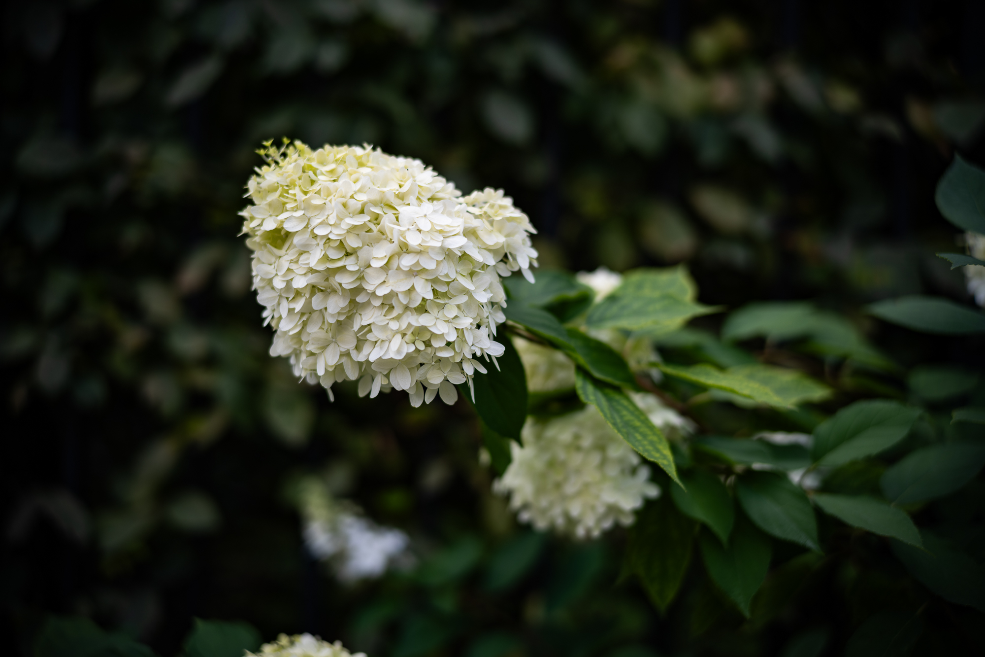 Obiektyw Voigtlander Nokton II 50 mm f/1,2 do Leica M